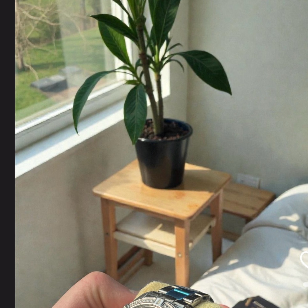 Angel Oyster Dial Ladies Watch - Picture 10 of 11